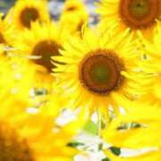 ヒメ日記 2025/09/08 15:08 投稿 小春 出会い系人妻ネットワーク 上野〜大塚編