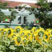 ヒメ日記 2025/09/11 13:31 投稿 小春 出会い系人妻ネットワーク 上野〜大塚編