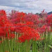 ヒメ日記 2025/09/24 11:17 投稿 小春 出会い系人妻ネットワーク 上野〜大塚編
