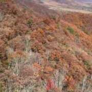 小春 紅葉🍁🍁🍁 出会い系人妻ネットワーク 上野〜大塚編