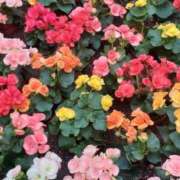 ヒメ日記 2025/04/16 11:24 投稿 くみ 優しい奥様 札幌すすきの店