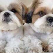 ヒメ日記 2025/04/30 06:34 投稿 くみ 優しい奥様 札幌すすきの店