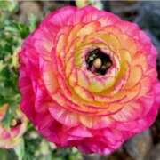 ヒメ日記 2025/05/14 19:14 投稿 くみ 優しい奥様 札幌すすきの店