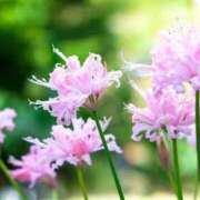 ヒメ日記 2025/05/17 05:54 投稿 くみ 優しい奥様 札幌すすきの店