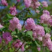 ヒメ日記 2025/05/18 08:34 投稿 くみ 優しい奥様 札幌すすきの店