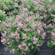 ヒメ日記 2025/05/27 10:35 投稿 くみ 優しい奥様 札幌すすきの店