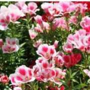 ヒメ日記 2025/05/27 13:44 投稿 くみ 優しい奥様 札幌すすきの店