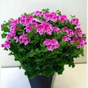 ヒメ日記 2025/05/31 07:54 投稿 くみ 優しい奥様 札幌すすきの店