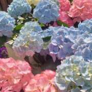 ヒメ日記 2025/06/03 07:54 投稿 くみ 優しい奥様 札幌すすきの店