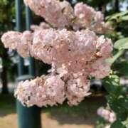 ヒメ日記 2025/06/04 16:44 投稿 くみ 優しい奥様 札幌すすきの店