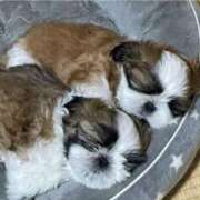 ヒメ日記 2025/06/11 11:44 投稿 くみ 優しい奥様 札幌すすきの店