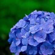 ヒメ日記 2025/06/12 08:34 投稿 くみ 優しい奥様 札幌すすきの店