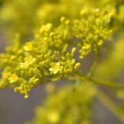 ヒメ日記 2025/06/14 01:54 投稿 くみ 優しい奥様 札幌すすきの店