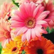 ヒメ日記 2025/06/23 11:24 投稿 くみ 優しい奥様 札幌すすきの店