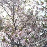 ヒメ日記 2025/04/12 14:19 投稿 あきら レッドろまん枚方店