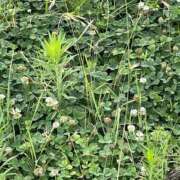 ヒメ日記 2025/07/07 08:51 投稿 ひろせ 熟女の風俗最終章 宇都宮店