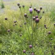 ヒメ日記 2025/07/14 12:21 投稿 ひろせ 熟女の風俗最終章 宇都宮店