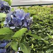 ひろせ こんにちは 熟女の風俗最終章 宇都宮店