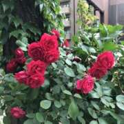 ひろせ こんにちは 熟女の風俗最終章 宇都宮店