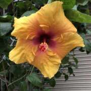 ヒメ日記 2026/03/19 08:51 投稿 ひろせ 熟女の風俗最終章 宇都宮店