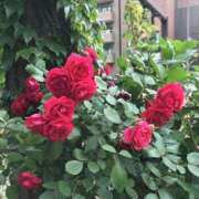 ヒメ日記 2026/04/02 09:11 投稿 ひろせ 熟女の風俗最終章 宇都宮店