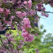 ヒメ日記 2025/04/19 18:58 投稿 茉白【ましろ】 輝女