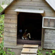 ヒメ日記 2026/04/10 20:26 投稿 白山みるく 癒されるワイフ