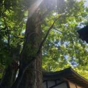 ヒメ日記 2025/04/27 07:33 投稿 ことは One More 奥様　錦糸町店