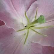 ヒメ日記 2026/02/03 14:32 投稿 らん Queen Angel(クイーンエンジェル)