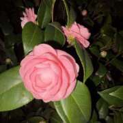 ヒメ日記 2026/03/14 20:59 投稿 らん Queen Angel(クイーンエンジェル)