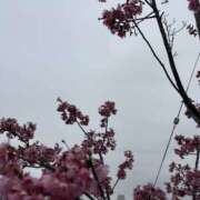 ヒメ日記 2026/03/17 08:40 投稿 らん Queen Angel(クイーンエンジェル)