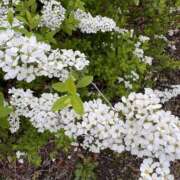 ヒメ日記 2026/04/03 08:28 投稿 らん Queen Angel(クイーンエンジェル)