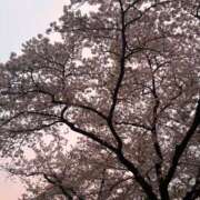 ヒメ日記 2026/04/06 08:45 投稿 らん Queen Angel(クイーンエンジェル)