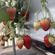 ヒメ日記 2025/04/27 13:49 投稿 ひめか 新橋フェアリーズ