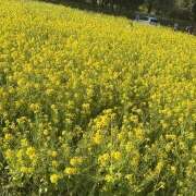 ヒメ日記 2025/05/03 11:42 投稿 ひめか 新橋フェアリーズ