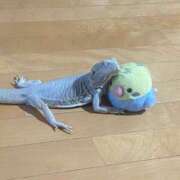 ヒメ日記 2025/04/13 15:26 投稿 あいす 横浜ひよこ倶楽部