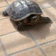 ヒメ日記 2025/04/22 13:06 投稿 あいす 横浜ひよこ倶楽部