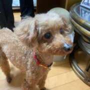 ヒメ日記 2026/03/09 10:37 投稿 あいす 横浜ひよこ倶楽部