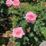 ヒメ日記 2025/05/03 11:56 投稿 みあ ぽっちゃり巨乳素人専門横浜関内伊勢佐木町ちゃんこ