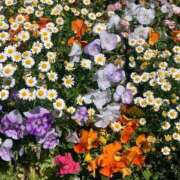 ヒメ日記 2025/05/11 12:07 投稿 みあ ぽっちゃり巨乳素人専門横浜関内伊勢佐木町ちゃんこ