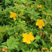 ヒメ日記 2025/06/01 11:56 投稿 みあ ぽっちゃり巨乳素人専門横浜関内伊勢佐木町ちゃんこ