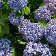 ヒメ日記 2025/06/23 20:36 投稿 みあ ぽっちゃり巨乳素人専門横浜関内伊勢佐木町ちゃんこ