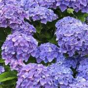 ヒメ日記 2025/06/14 16:34 投稿 せり 美熟女倶楽部Hip's 春日部店