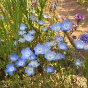 ヒメ日記 2025/05/23 07:36 投稿 あお ZERO-i