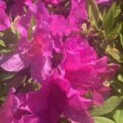 ヒメ日記 2025/04/27 12:05 投稿 みあ 新横浜ちゃんこ