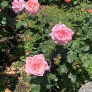 ヒメ日記 2025/05/03 11:53 投稿 みあ 新横浜ちゃんこ