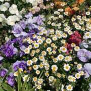 ヒメ日記 2025/05/11 12:12 投稿 みあ 新横浜ちゃんこ