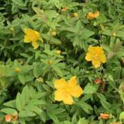 ヒメ日記 2025/06/01 11:53 投稿 みあ 新横浜ちゃんこ