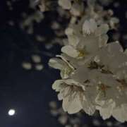 ヒメ日記 2025/04/27 12:51 投稿 めい クンニ専門店 おクンニ学園 池袋校