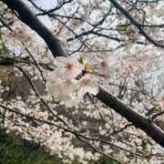 ヒメ日記 2025/04/19 17:39 投稿 みあ 60分10,000円 横浜関内2度ヌキ